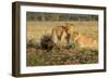 Youngs Lion Stalking Porcupine-Paul Souders-Framed Photographic Print