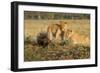 Youngs Lion Stalking Porcupine-Paul Souders-Framed Photographic Print