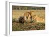 Youngs Lion Stalking Porcupine-Paul Souders-Framed Photographic Print