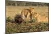 Youngs Lion Stalking Porcupine-Paul Souders-Mounted Photographic Print