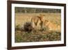 Youngs Lion Stalking Porcupine-Paul Souders-Framed Photographic Print