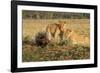 Youngs Lion Stalking Porcupine-Paul Souders-Framed Photographic Print