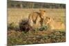 Youngs Lion Stalking Porcupine-Paul Souders-Mounted Photographic Print