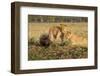 Youngs Lion Stalking Porcupine-Paul Souders-Framed Photographic Print