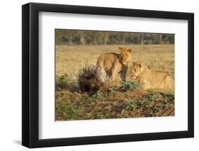 Youngs Lion Stalking Porcupine-Paul Souders-Framed Photographic Print