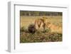 Youngs Lion Stalking Porcupine-Paul Souders-Framed Photographic Print