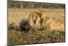 Youngs Lion Stalking Porcupine-Paul Souders-Mounted Photographic Print