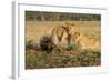 Youngs Lion Stalking Porcupine-Paul Souders-Framed Photographic Print