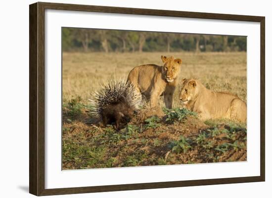 Youngs Lion Stalking Porcupine-Paul Souders-Framed Photographic Print