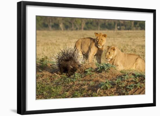 Youngs Lion Stalking Porcupine-Paul Souders-Framed Photographic Print