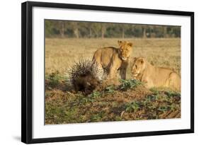 Youngs Lion Stalking Porcupine-Paul Souders-Framed Photographic Print