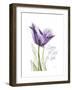 Your Heart Tulip-Albert Koetsier-Framed Art Print