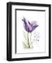 Your Heart Tulip-Albert Koetsier-Framed Art Print