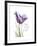 Your Heart Tulip-Albert Koetsier-Framed Art Print