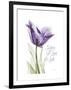 Your Heart Tulip-Albert Koetsier-Framed Art Print