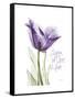 Your Heart Tulip-Albert Koetsier-Framed Stretched Canvas