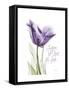 Your Heart Tulip-Albert Koetsier-Framed Stretched Canvas