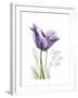 Your Heart Tulip-Albert Koetsier-Framed Art Print