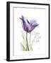 Your Heart Tulip-Albert Koetsier-Framed Art Print