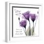 Your Love, Purple Tulip-Albert Koetsier-Framed Art Print