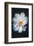 Your Most Beautiful Profile-Philippe Sainte-Laudy-Framed Photographic Print