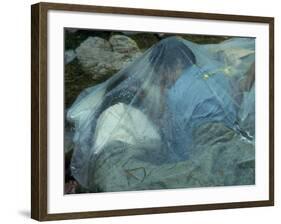 Youths Huddled under a Piece of Clear Plastic in the Rain, Woodstock Music and Art Fair-John Dominis-Framed Photographic Print