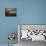 Youths Play in a Lagoon Near the Eastern Beni State Capital of Trinidad, Bolivia-null-Photographic Print displayed on a wall