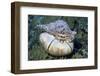 Yriton,S Trumpet-Hal Beral-Framed Photographic Print