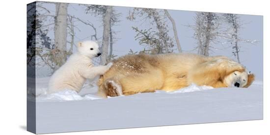 Stretched Canvas Print, , large