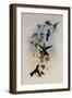 Yucatan Amazili, Amazilia Yucatanensis-John Gould-Framed Giclee Print