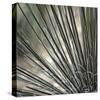 Yucca 12-Ken Bremer-Stretched Canvas