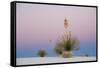 Yucca and 'Belt of Venus' atmospheric phenomenon at twilight, White Sands National Monument-Fritz Polking-Framed Stretched Canvas