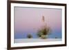 Yucca and 'Belt of Venus' atmospheric phenomenon at twilight, White Sands National Monument-Fritz Polking-Framed Photographic Print