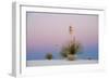 Yucca and 'Belt of Venus' atmospheric phenomenon at twilight, White Sands National Monument-Fritz Polking-Framed Photographic Print