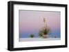 Yucca and 'Belt of Venus' atmospheric phenomenon at twilight, White Sands National Monument-Fritz Polking-Framed Photographic Print