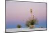 Yucca and 'Belt of Venus' atmospheric phenomenon at twilight, White Sands National Monument-Fritz Polking-Mounted Photographic Print