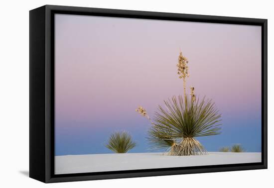 Yucca and 'Belt of Venus' atmospheric phenomenon at twilight, White Sands National Monument-Fritz Polking-Framed Stretched Canvas