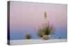 Yucca and 'Belt of Venus' atmospheric phenomenon at twilight, White Sands National Monument-Fritz Polking-Stretched Canvas