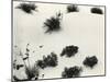 Yucca and Dunes, White Sands, 1946-Brett Weston-Mounted Premium Photographic Print