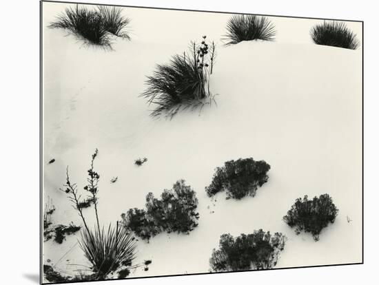 Yucca and Dunes, White Sands, 1946-Brett Weston-Mounted Photographic Print