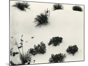 Yucca and Dunes, White Sands, 1946-Brett Weston-Mounted Photographic Print