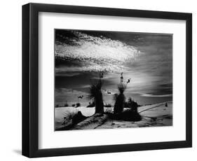 Yucca and Dunes, White Sands, 1947-Brett Weston-Framed Photographic Print