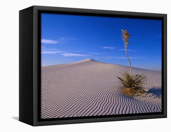 Yucca and Dunes, White Sands National Monument-Kevin Schafer-Framed Stretched Canvas