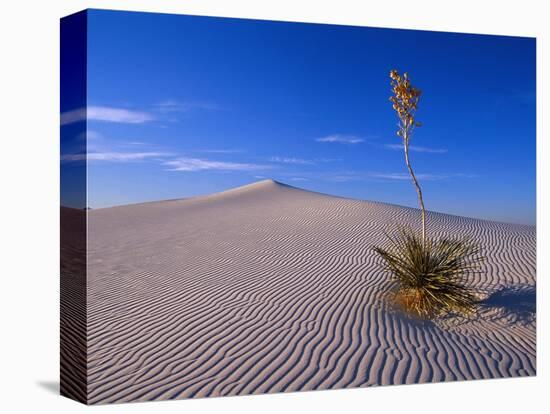 Yucca and Dunes, White Sands National Monument-Kevin Schafer-Stretched Canvas