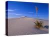 Yucca and Dunes, White Sands National Monument-Kevin Schafer-Stretched Canvas