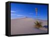 Yucca and Dunes, White Sands National Monument-Kevin Schafer-Framed Stretched Canvas