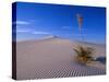 Yucca and Dunes, White Sands National Monument-Kevin Schafer-Stretched Canvas