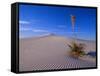 Yucca and Dunes, White Sands National Monument-Kevin Schafer-Framed Stretched Canvas