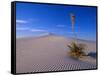 Yucca and Dunes, White Sands National Monument-Kevin Schafer-Framed Stretched Canvas