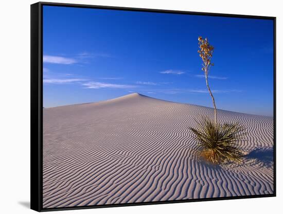 Yucca and Dunes, White Sands National Monument-Kevin Schafer-Framed Stretched Canvas